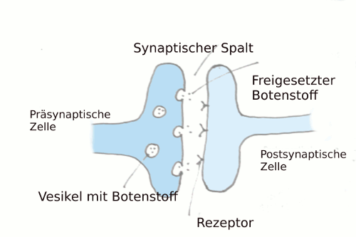 Synapse